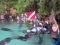 Open Water class, day 2, on Rainbow River with Dayo Scuba Orlando Florida