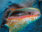 Conch shell with Dayo Scuba Orlando Florida