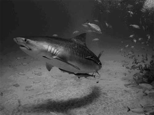 Bahamas Shark Dive on the Spree, November to December 2016 with Dayo Scuba Center, Orlando Florida