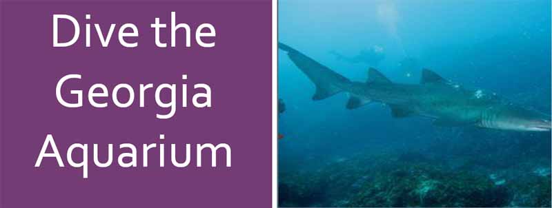 Dayo Scuba trip to Georgia Aquarium 2020
