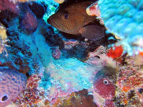Tortugas Spree Livaboard Trip, May 2016 at Dayo Scuba Center LLC, Orlando Florida