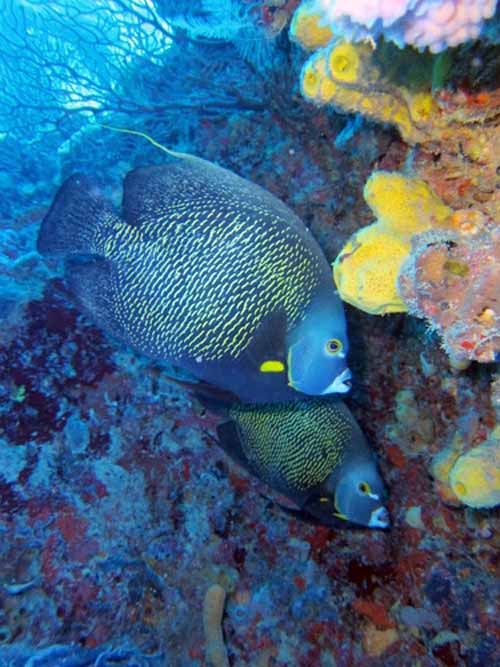 Tortugas Spree Livaboard Trip, May 2016 at Dayo Scuba Center LLC, Orlando Florida