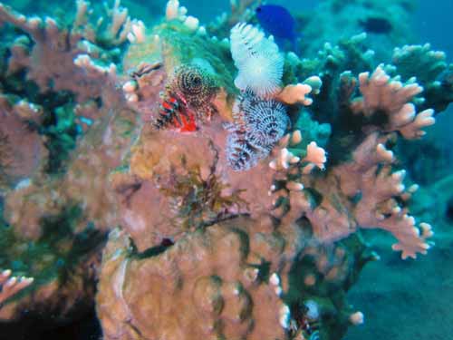 Tortugas Spree Livaboard Trip, May 2016 at Dayo Scuba Center LLC, Orlando Florida