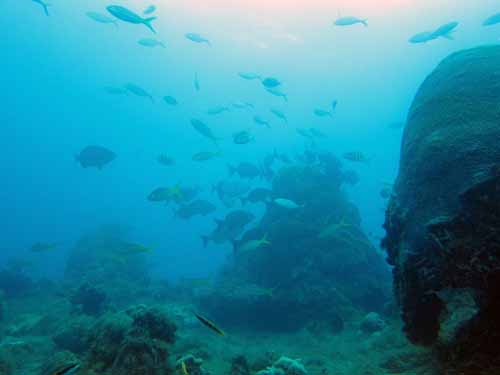 Tortugas Spree Livaboard Trip, May 2016 at Dayo Scuba Center LLC, Orlando Florida