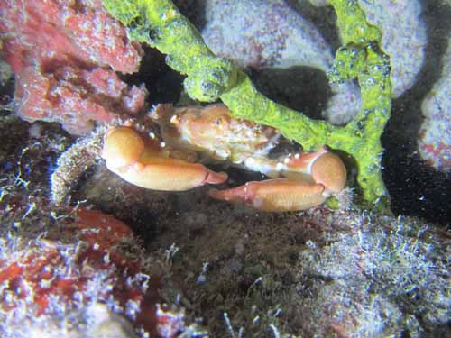 Tortugas Spree Livaboard Trip, May 2016 at Dayo Scuba Center LLC, Orlando Florida