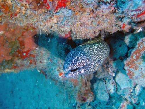 Tortugas Spree Livaboard Trip, May 2016 at Dayo Scuba Center LLC, Orlando Florida